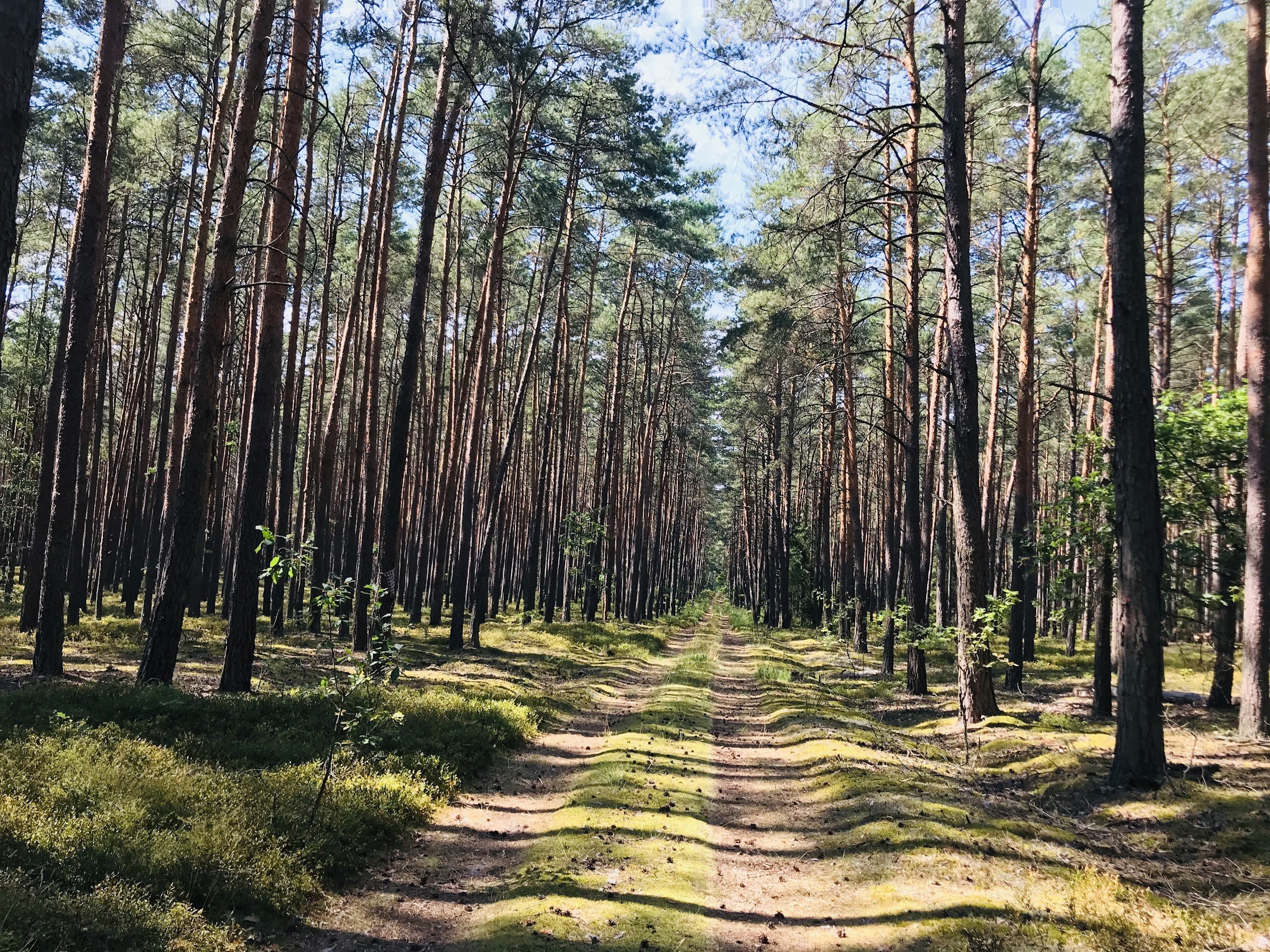 Kampinos National Park